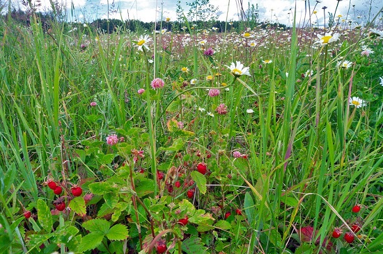 Как пахнут травы!