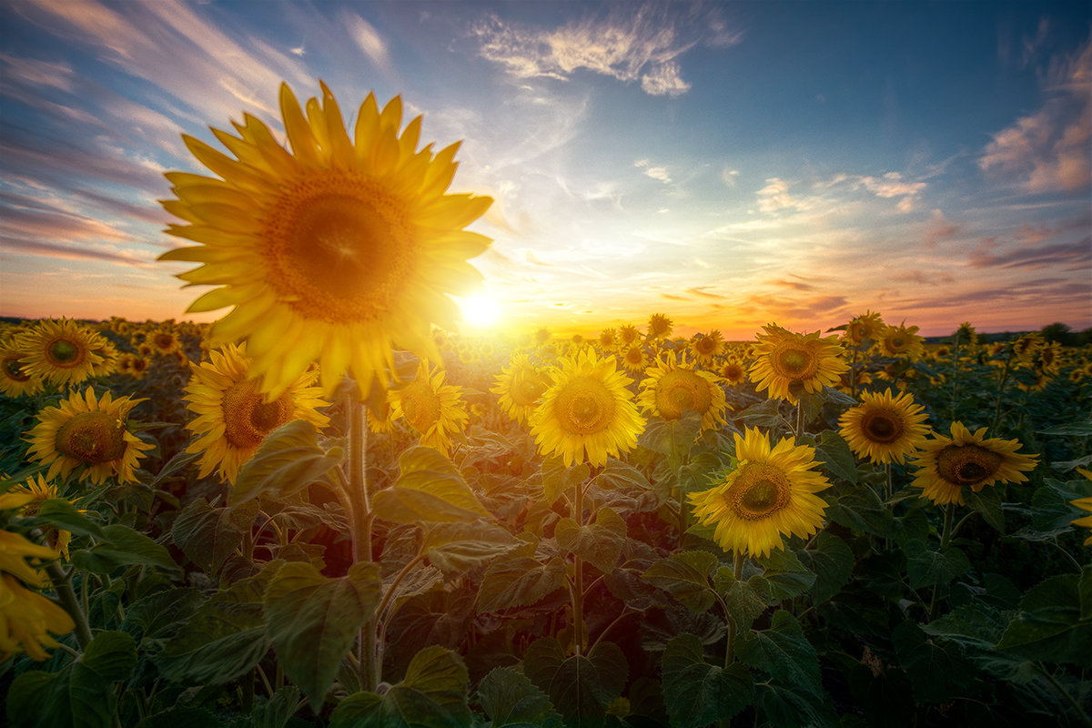 Последняя декада августа
