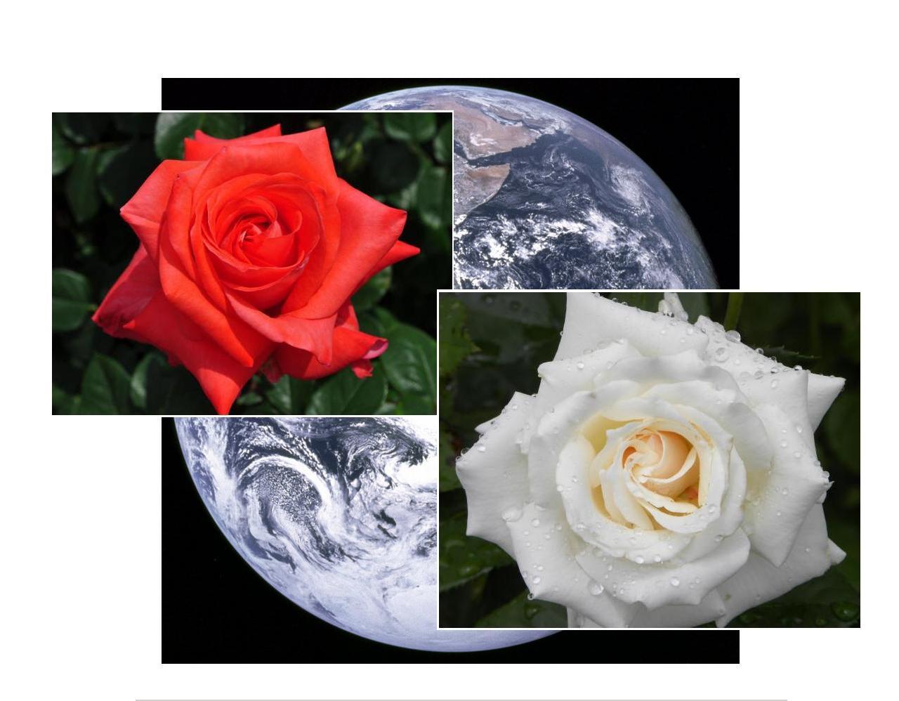 Планета роз!