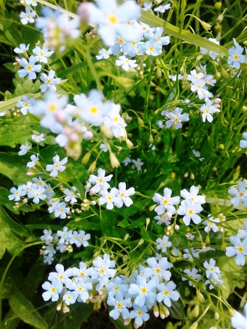 Букет незабудок