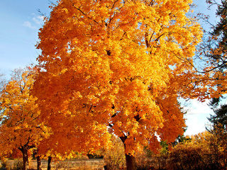 Всё ближе Осень и вернулась Муза...