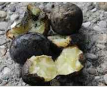 На зубах хруст подгорелой картошки