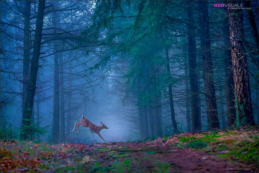Невзошедшее солнце... И туман голубой (Лиза Горляк Ева Чеславова ...