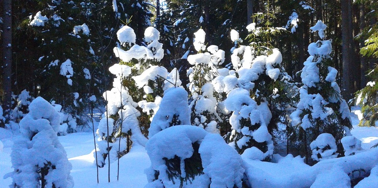 Русь твоя - это не я