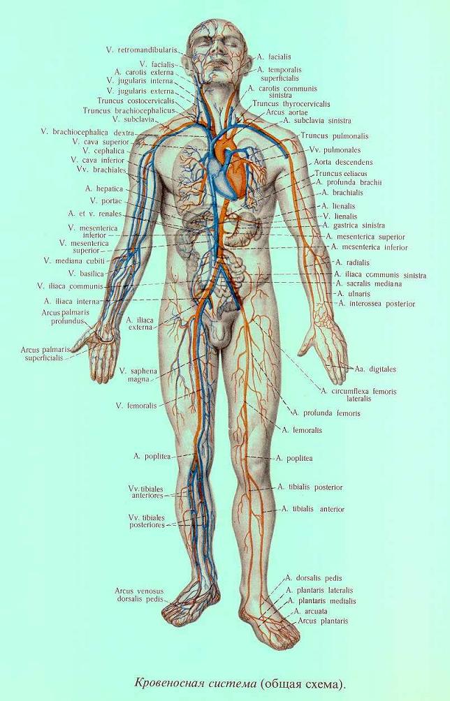 Стоимость Внутренних Органов