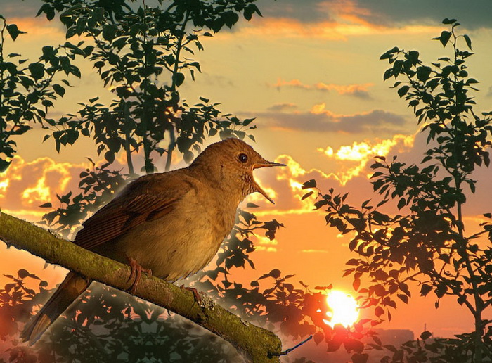 Раннее пение птиц. Птицы на рассвете. Птицы летом. Птицы поют. Птицы поют на рассвете.
