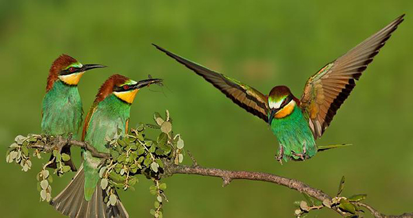 Симметрия. Глядя в зеркало