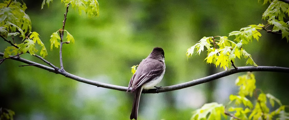 Упрямая птица