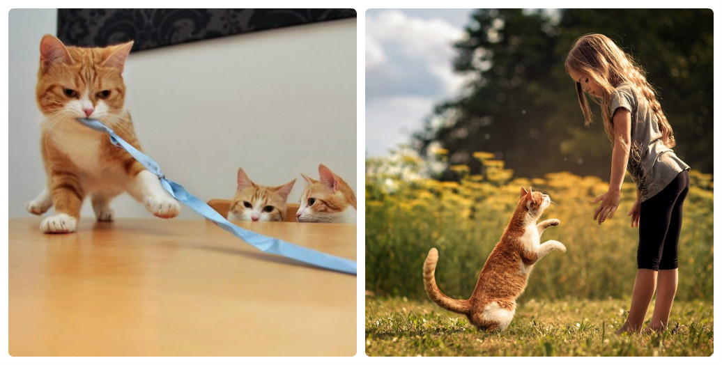 На охоту вышел кот