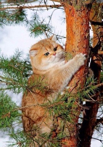 Кот забрался на сосну
