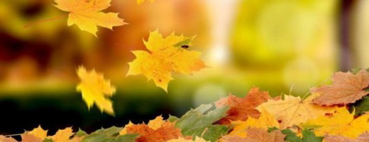 Листья на ветру. 05. 09. 2018