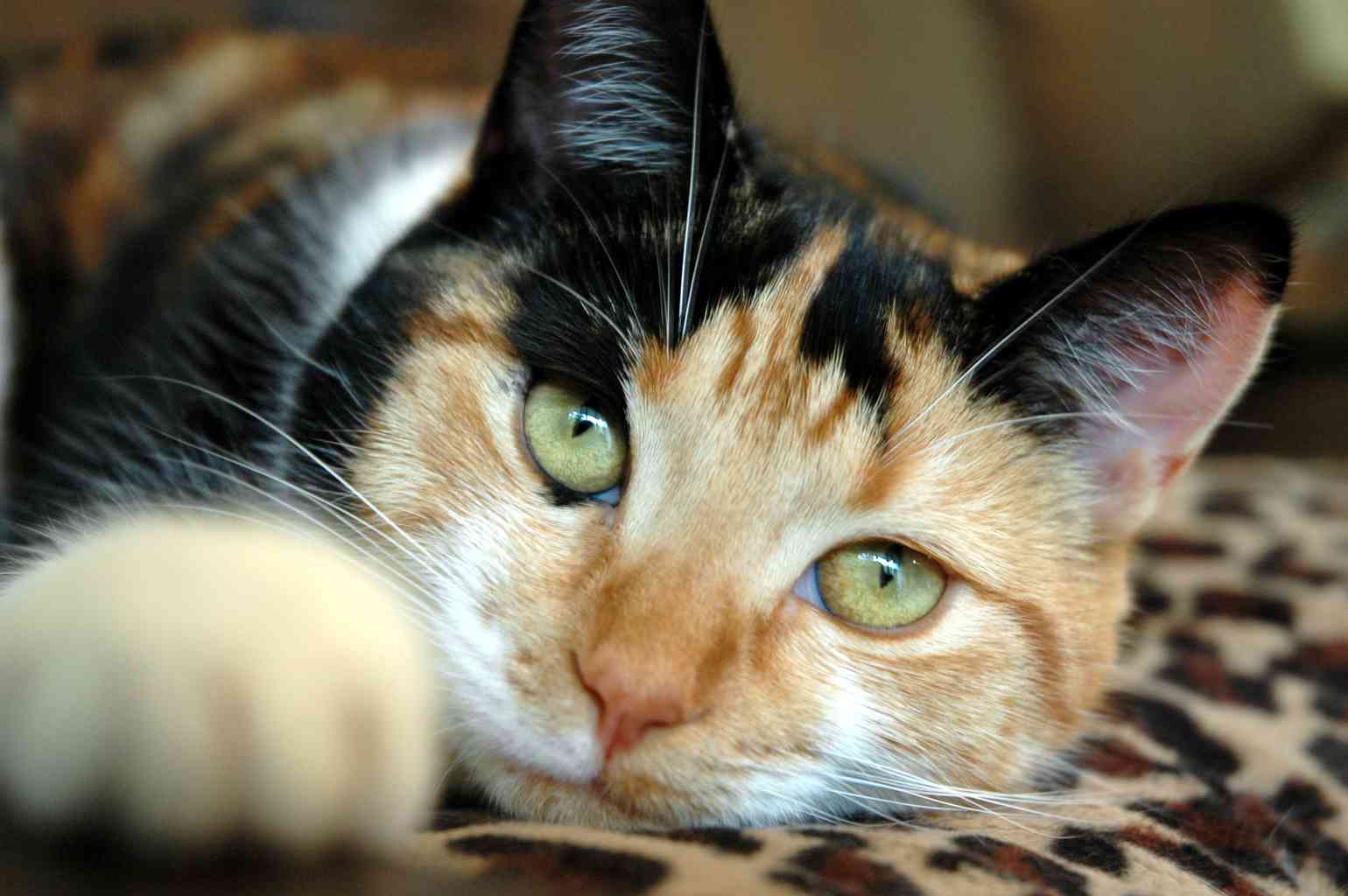 Кошка