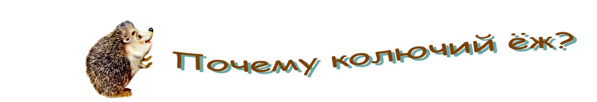 Почему колючий ёж?