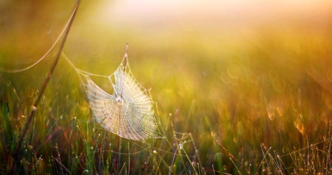 Большая птица оригами резиденция утренней росы. Утренняя роса. Утренняя свежесть. Роса туман. Утренняя роса на траве.