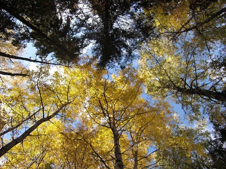 Блистает воздушная пряжа