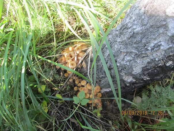 По наши грибы