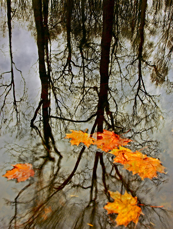 Падающие листья в воду. Дождливая осень. Осень дождь. Отражение осени. Осень отражение в воде.