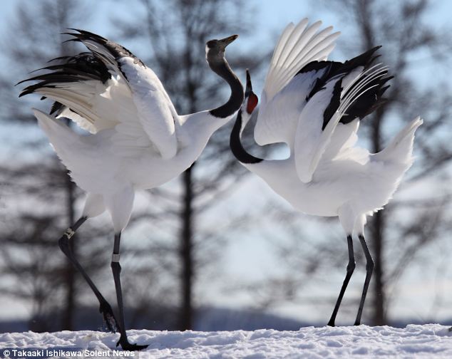 Ж - Журавли - танцоры