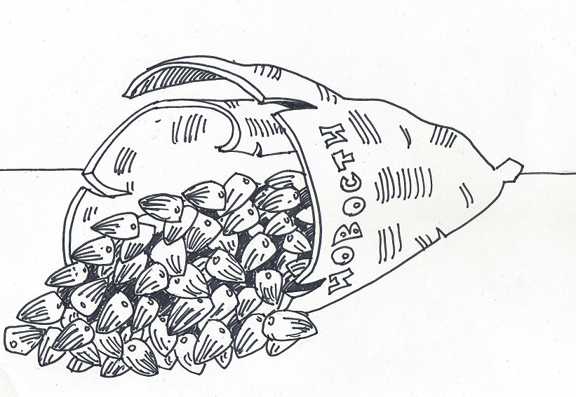 Рисунок семечки подсолнуха