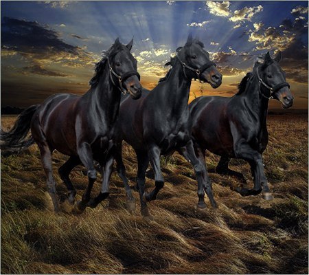 Черный конь песня. Табун вороных лошадей. Три лошади. Табун лошадей. Стадо лошадей.