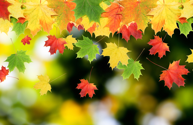 Осенние деньки