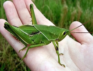 Степной коник