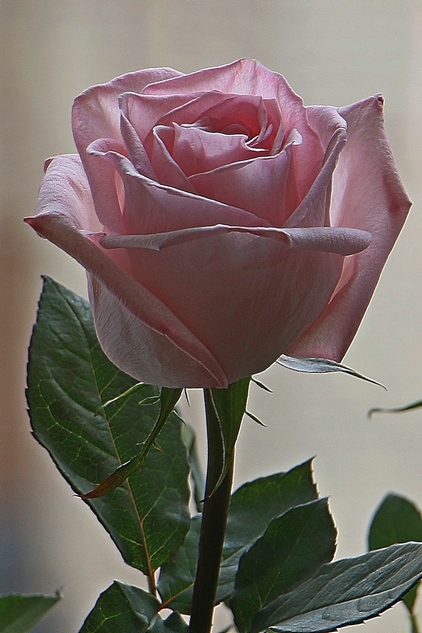 Волшебный дар