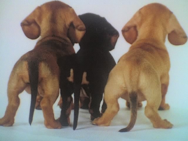 Старые друзья