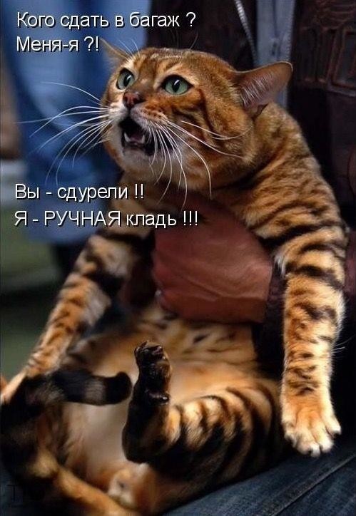 Васька в самолёте