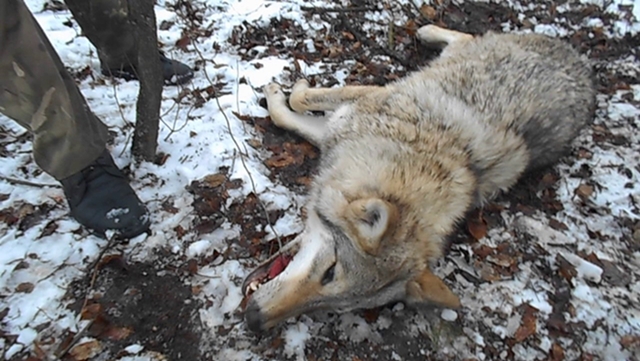 Зверюга - человек, хороший!