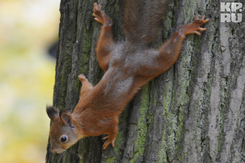 Бешеная кошка, бешеные ёжики