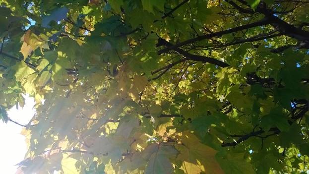 Скоро осень