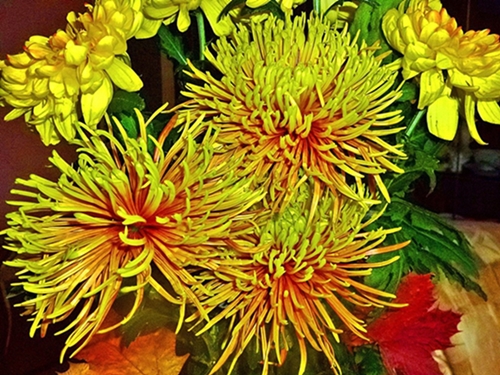 Золотые хризантемы