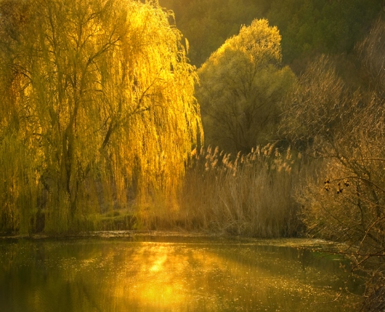 Багряной веткой ивы. Осень ивы над прудом. Ива осенью. Красивая осенняя Ива. Ива у реки солнечным утром.