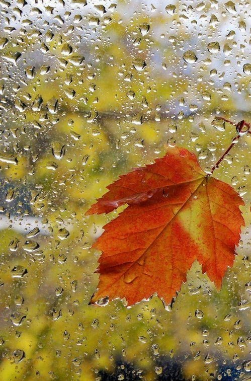 Ветер и лист