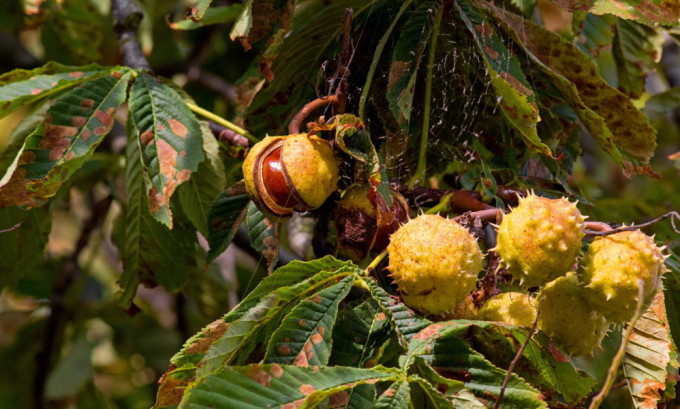 А это - на орехи