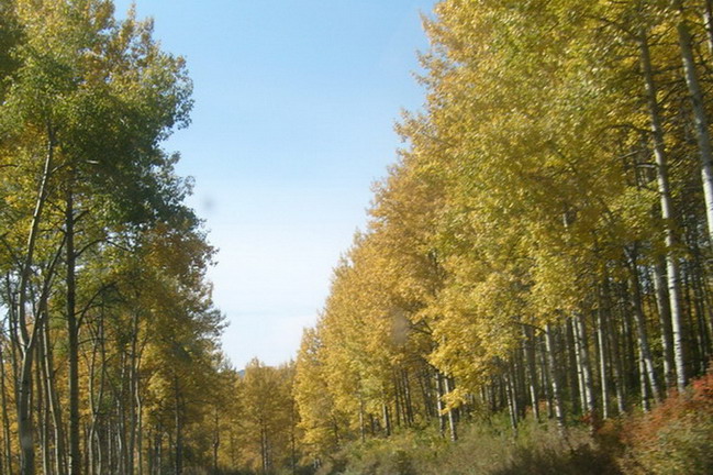 Ожидаемая осень