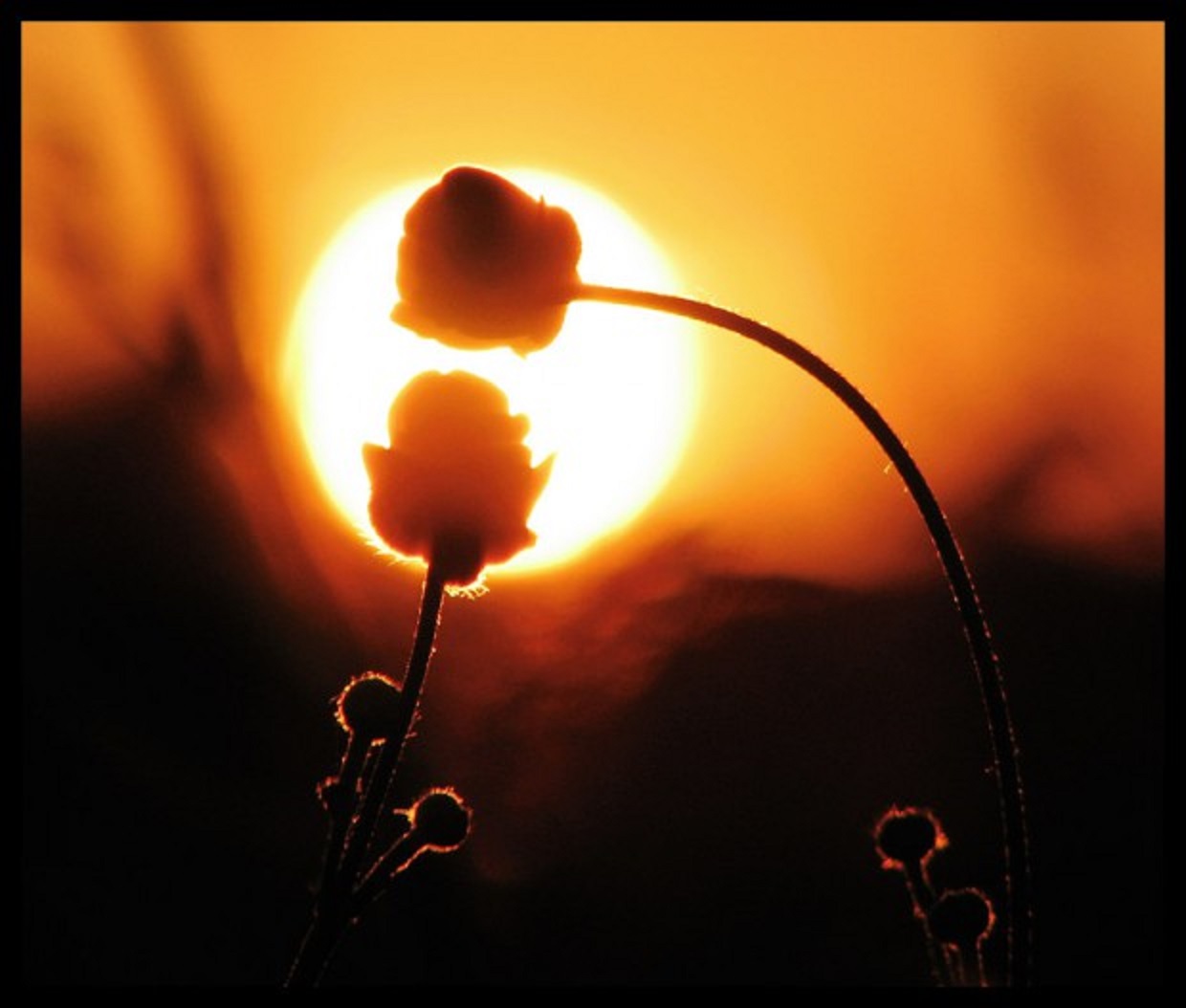 Солнце в жизни растений