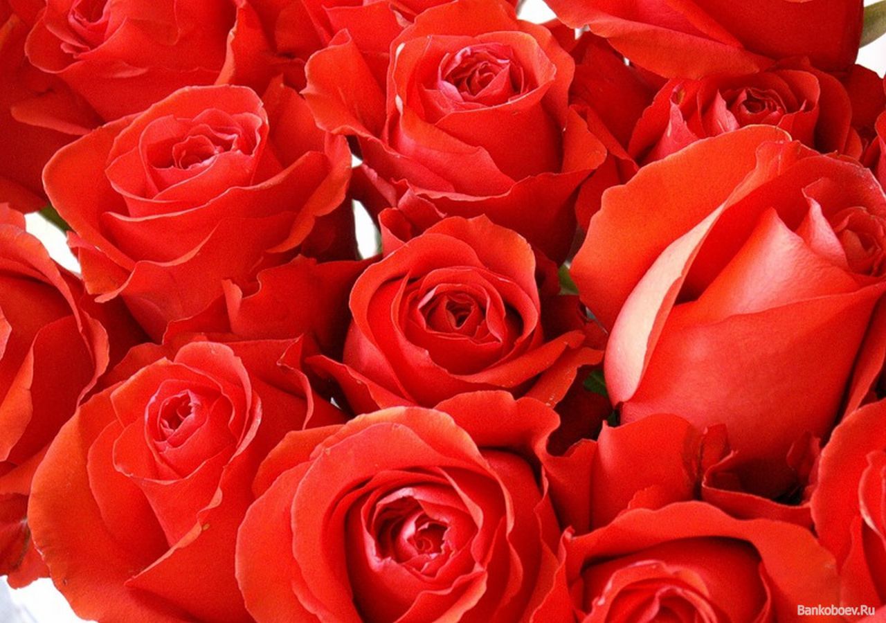Красивое фото красной розы. Алые розы. Цветы розы красные. Шикарный букет алых роз. Красивые Алые розы.