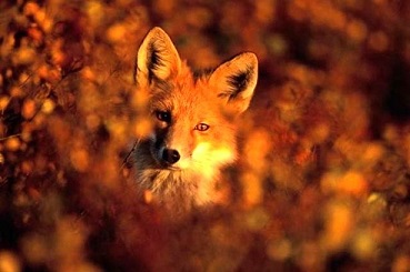 Прощается с нами лето...