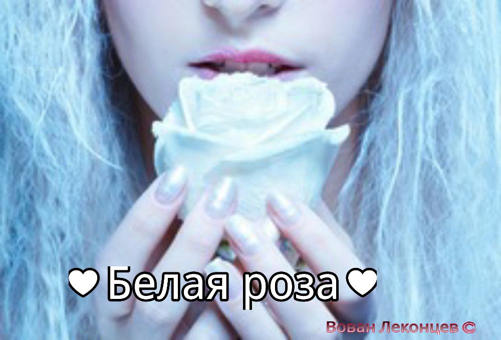 Белая роза