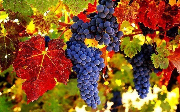 Обрывки снов