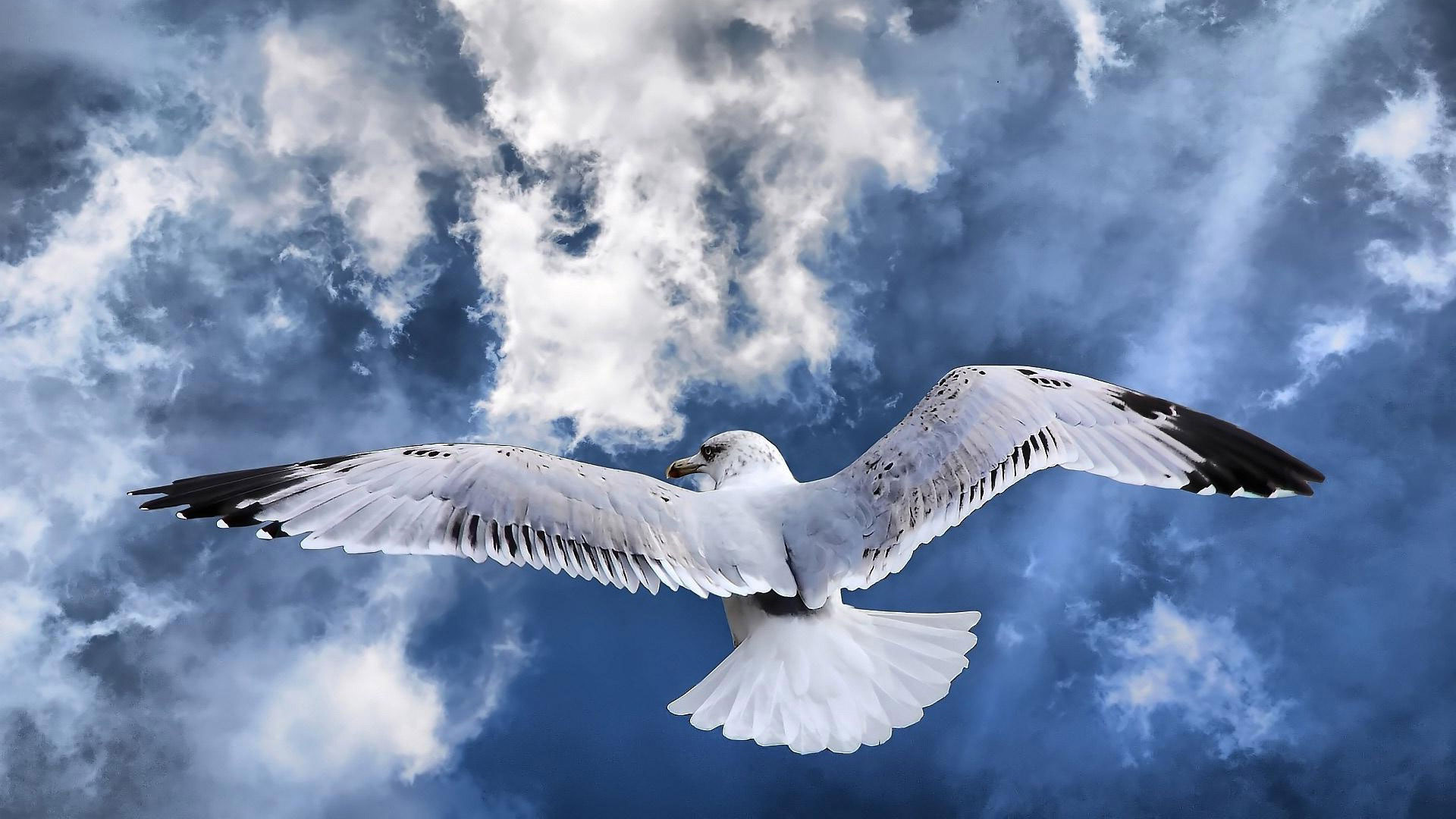 Где ты, мой Альбатрос?