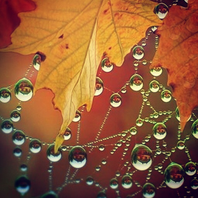 Осень время правит