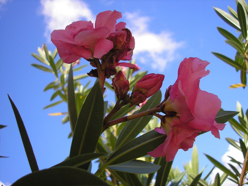 Олеандры