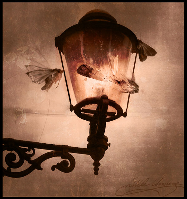 Премудрый мотылёк... Притча...