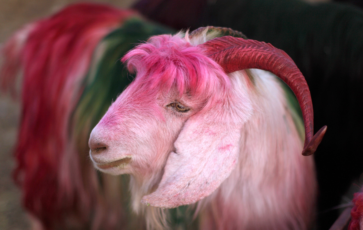 Животное с розовыми волосами. Коза. Розовая коза. Розовый козёл. Гламурная коза.