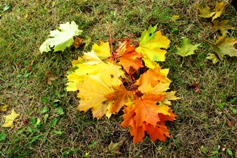 На прогулке с Осенью