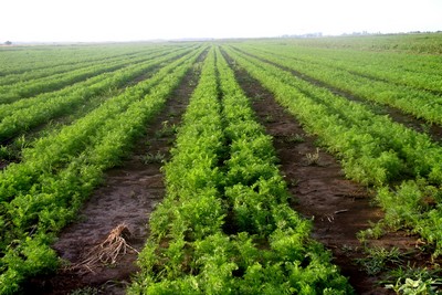 Школьная отработка