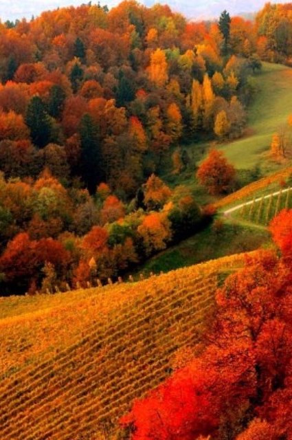 Багряная осень